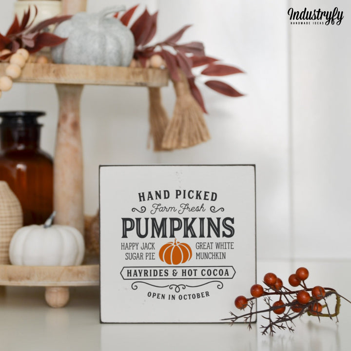 Miniblock | Handpicked Farm Fresh Pumpkins